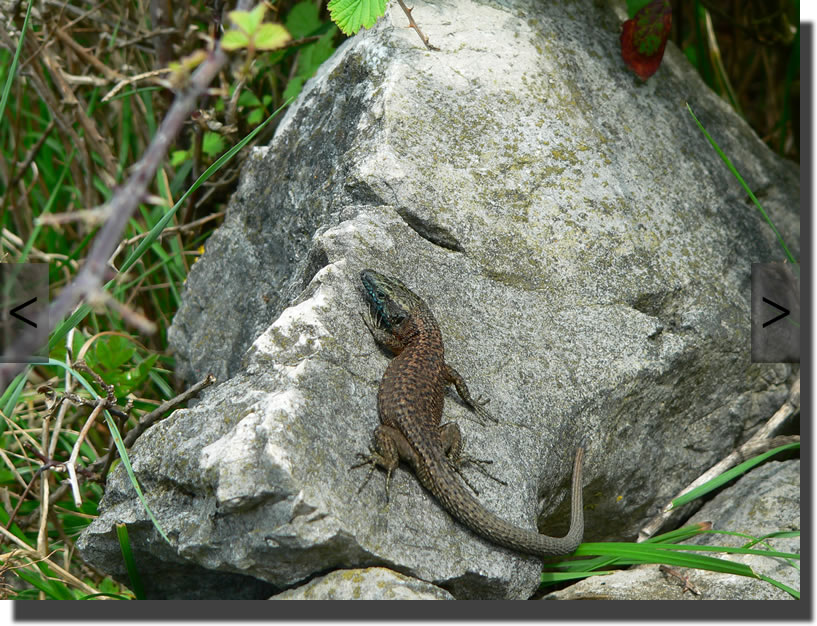 Algyroides nigropunctatus